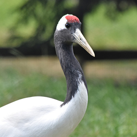 Red crowned crane