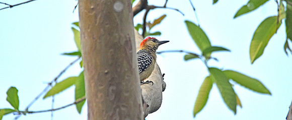 Red crowned woodpecker