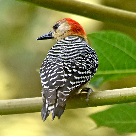 Red crowned woodpecker