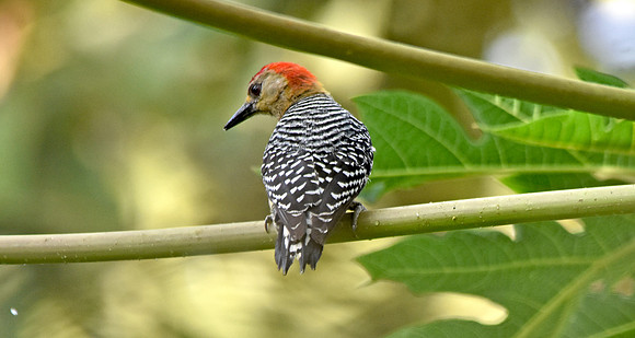 Red crowned woodpecker