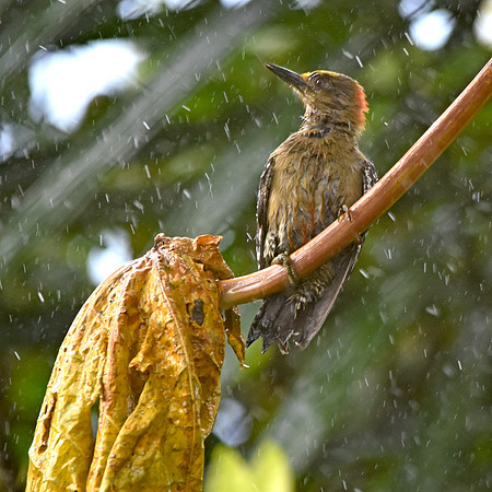Red crowned woodpecker