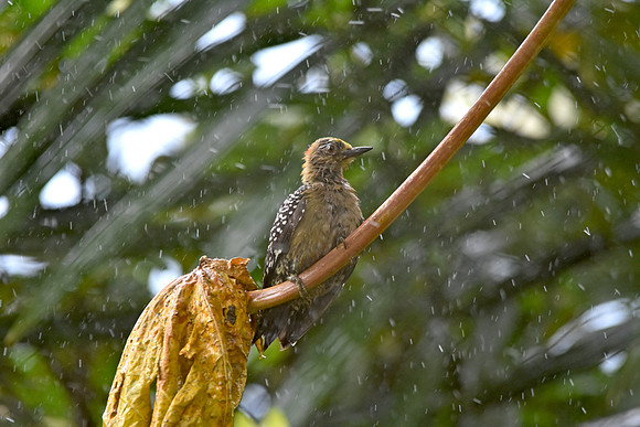 Red crowned woodpecker