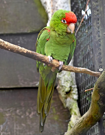 Red fronted conure / Wagler's conure