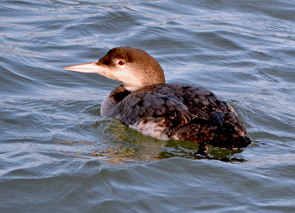 Redhead duck