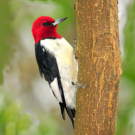 Red headed woodpecker