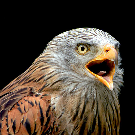Red kite