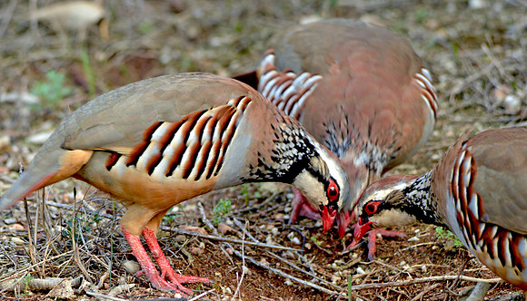 Red legged partridge