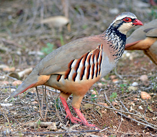 Red legged partridge