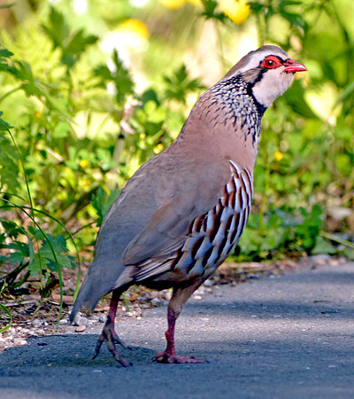 Red legged partridge