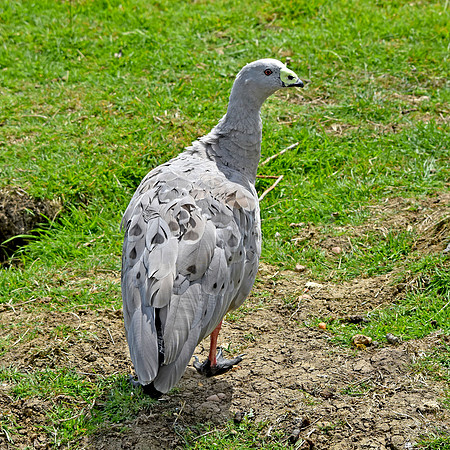 Cape Barren (Cereopsis) Goose