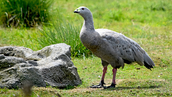 Cape Barren (Cereopsis) Goose