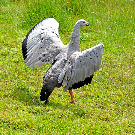 Cape Barren (Cereopsis) Goose