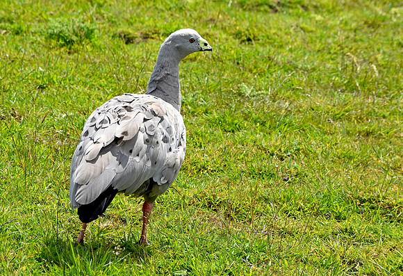 Cape Barren (Cereopsis) Goose