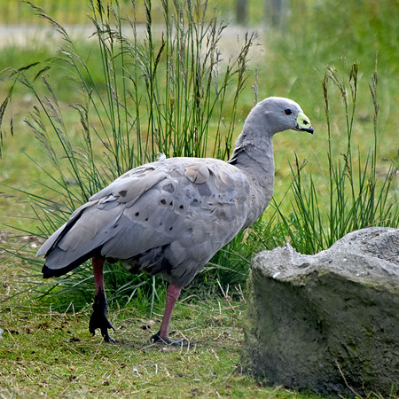 Cape Barren (Cereopsis) Goose