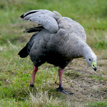 Cape Barren (Cereopsis) Goose