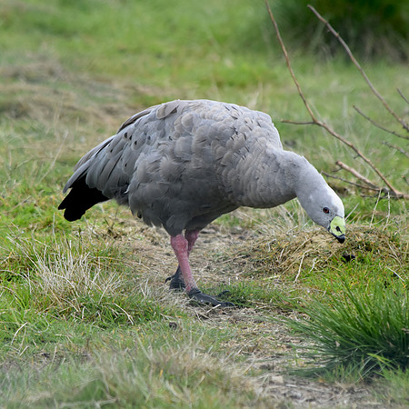 Cape Barren (Cereopsis) Goose