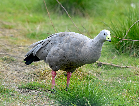 Cape Barren (Cereopsis) Goose