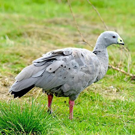 Cape Barren (Cereopsis) Goose