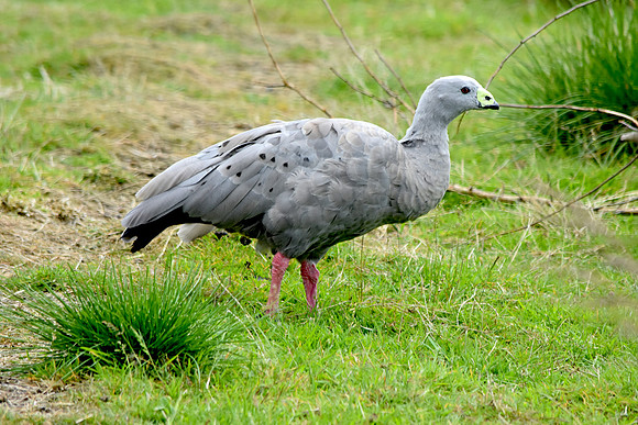 Cape Barren (Cereopsis) Goose