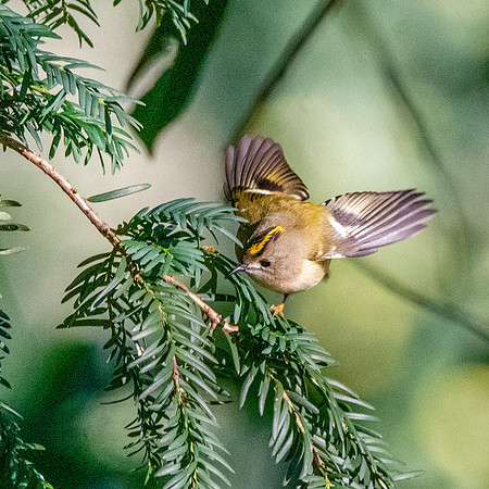 Goldcrest