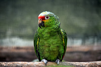 Red lored Amazon parrot