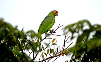 Red lored Amazon parrot