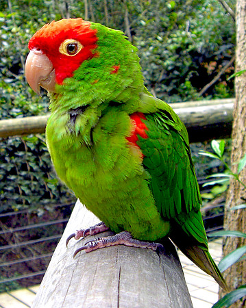 Red masked parakeet