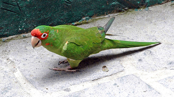 Red masked parakeet