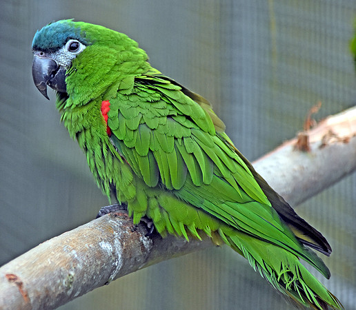 Red shouldered macaw