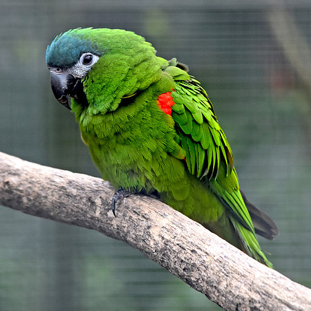 Red shouldered macaw