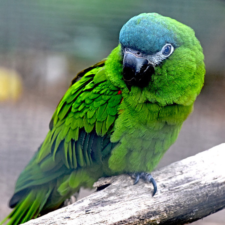Red shouldered macaw