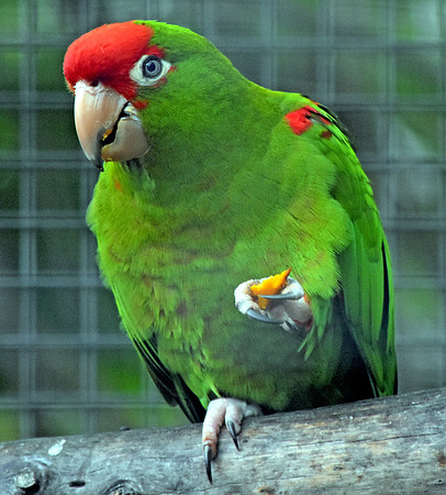 Red spectacled Amazon parrot