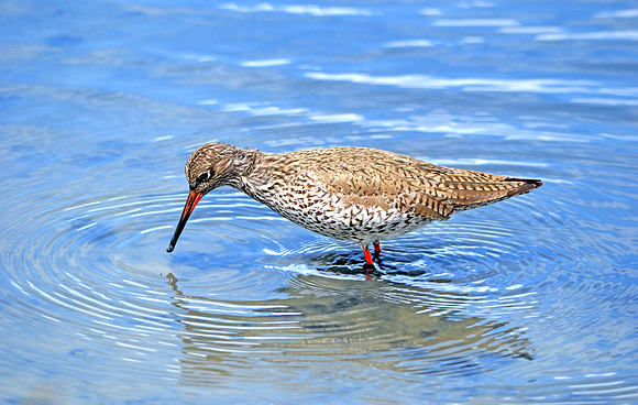 Redshank