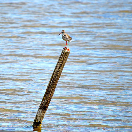 Redshank