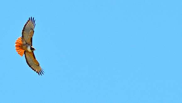 Red tailed hawk