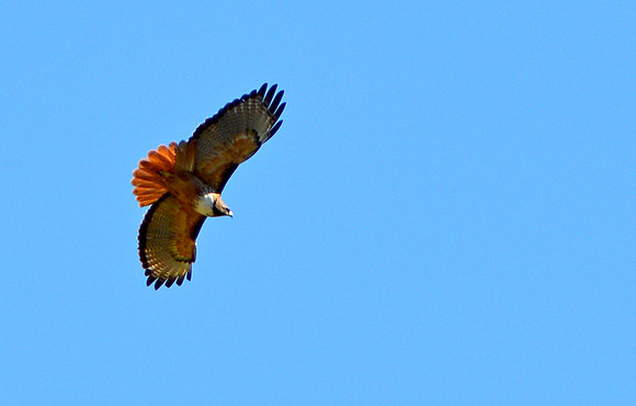 Red tailed hawk