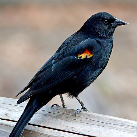Red winged blackbird