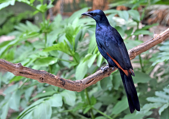 Red winged starling