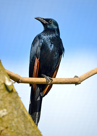 Red winged starling