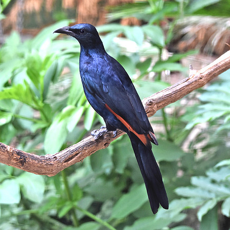 Red winged starling