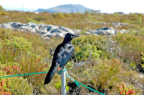 Red winged starling