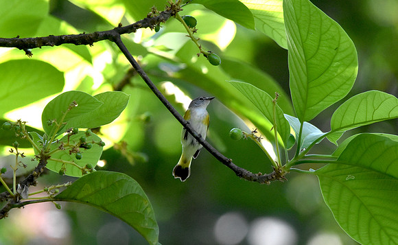 American redstart. female