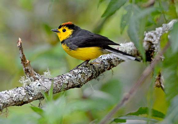 Collared redstart