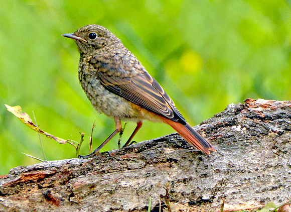 Black redstart, female