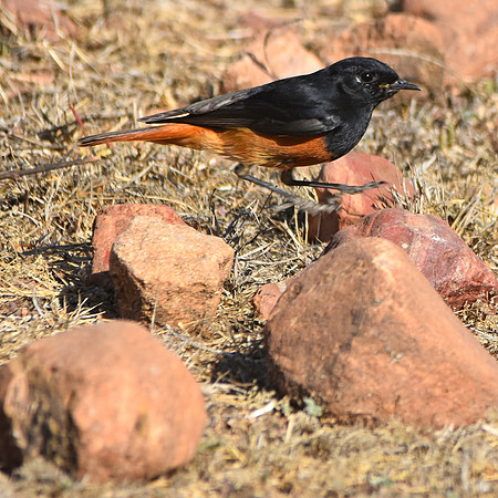 Black redstart