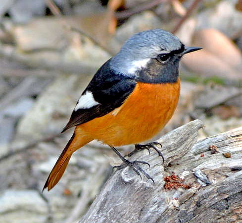 Daurian redstart
