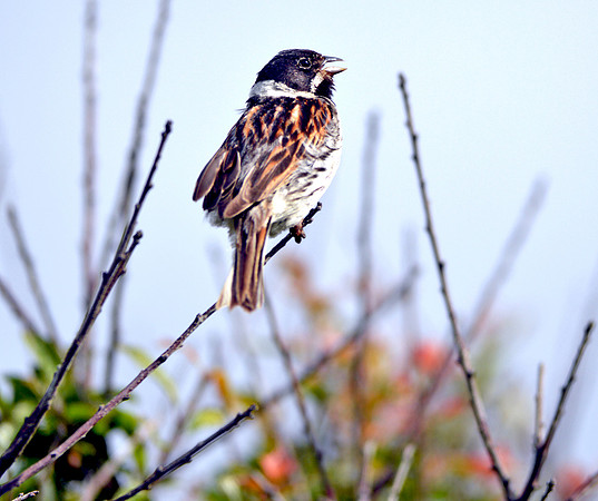 Reed bunting