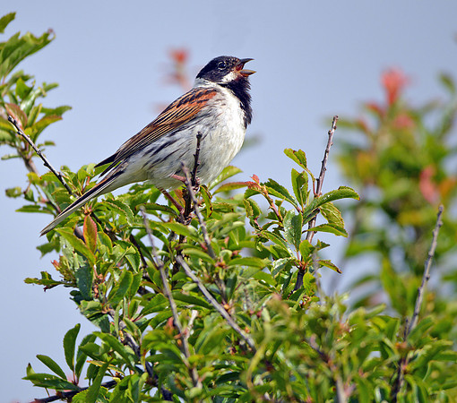 Reed bunting