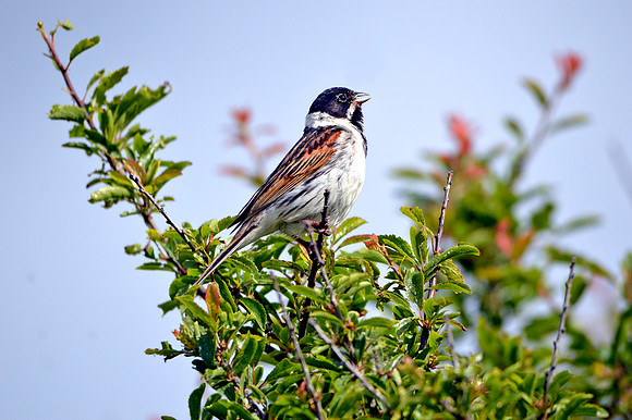 Reed bunting