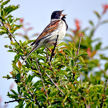 Reed bunting